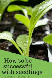 How to transplant seedlings successfully