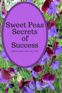 Secrets of Success with Sweet Peas
