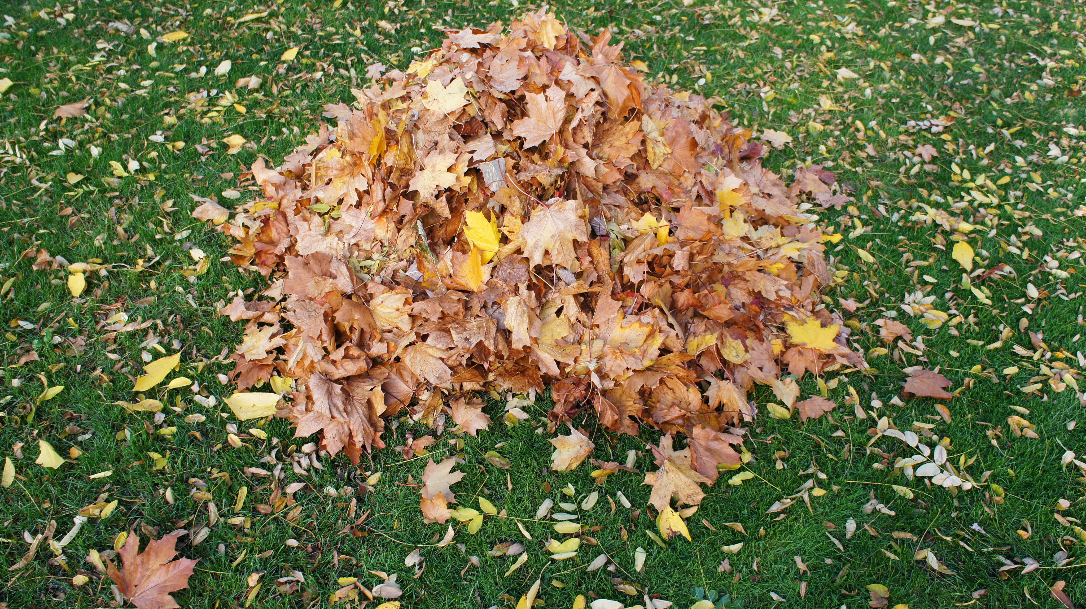 Autumn leaves for leaf mould