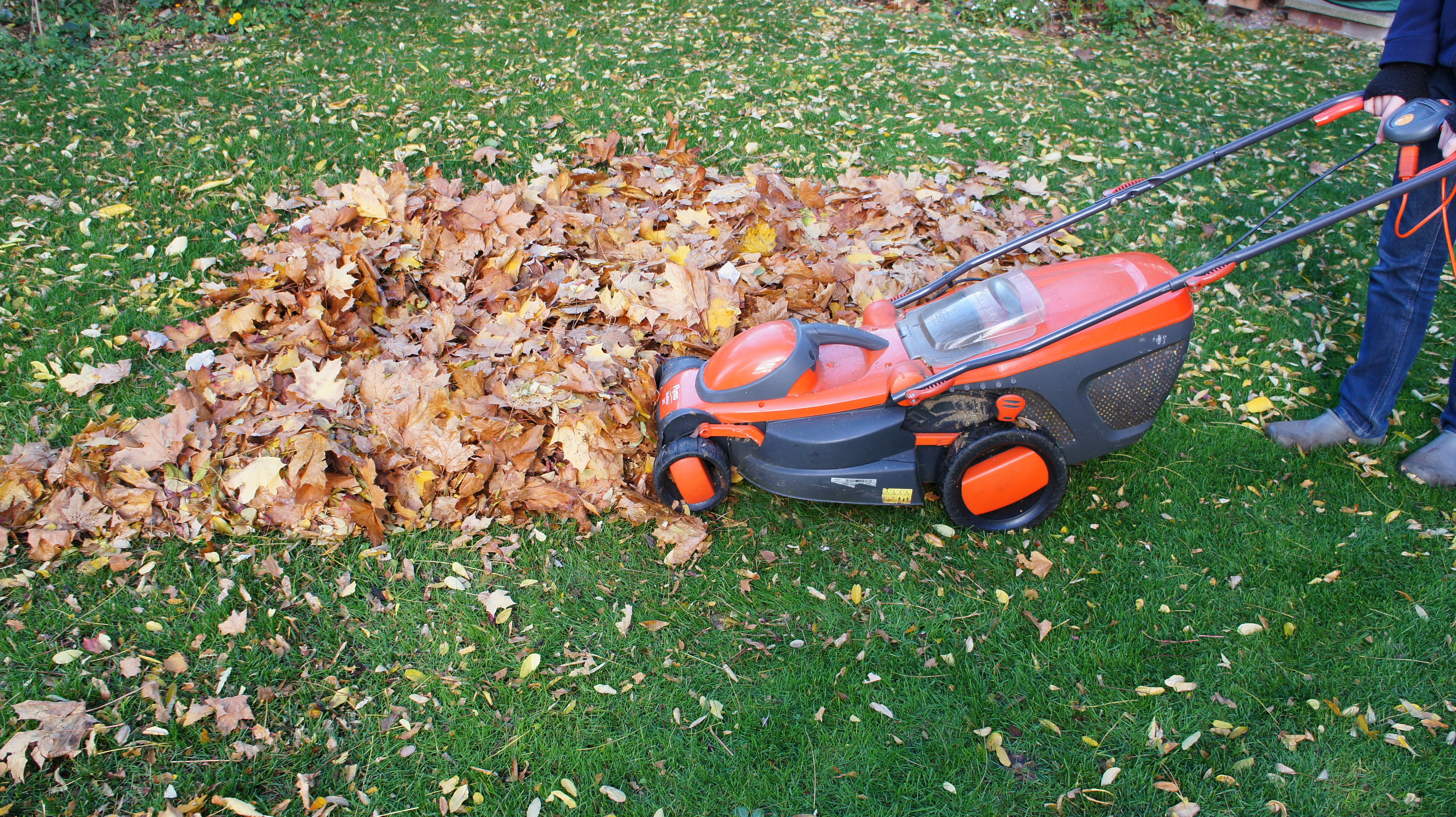 Leaf mould - mowing the leaves