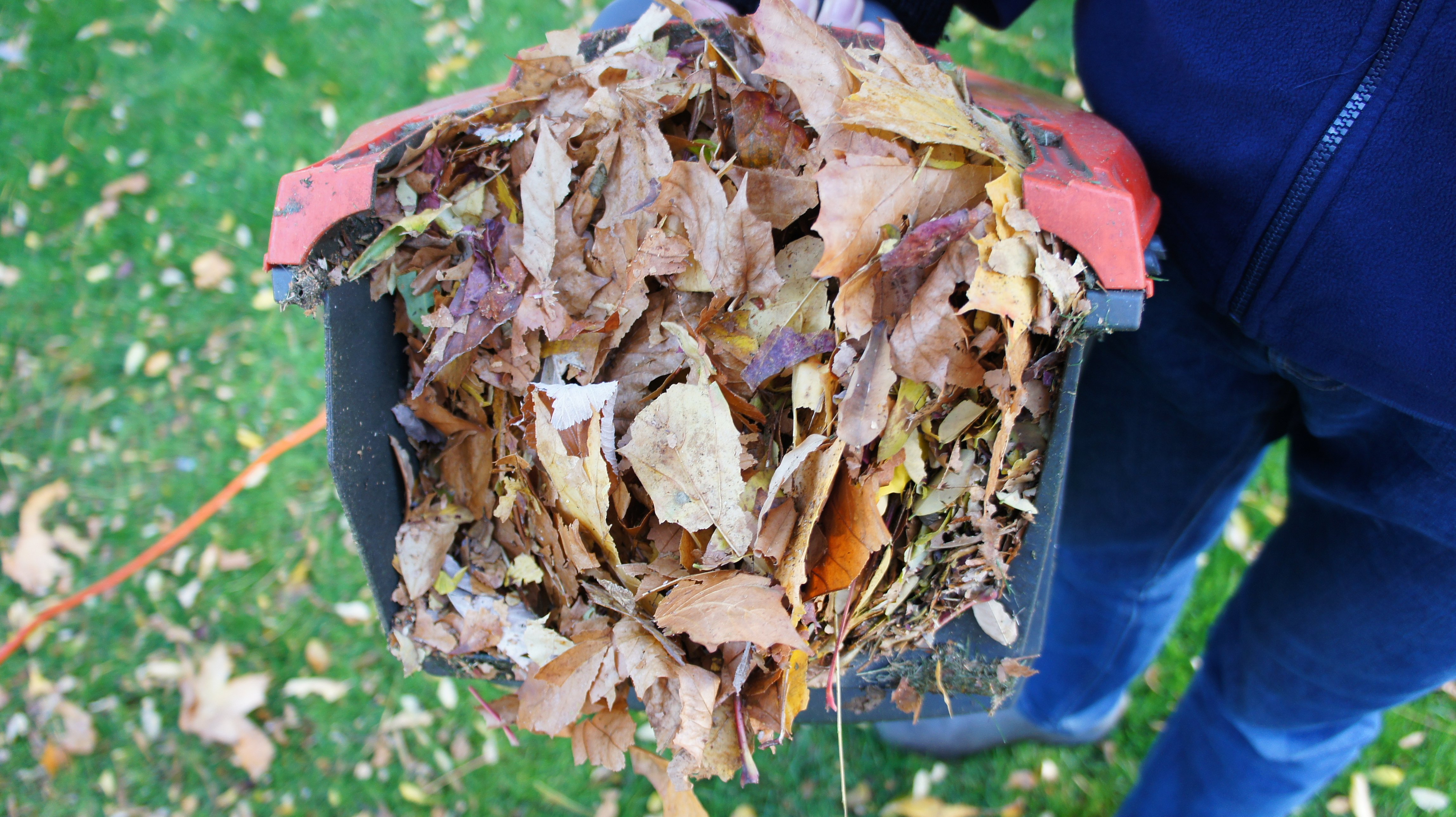 Leaf mould shredded leaves