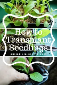 Transplanting seedlings