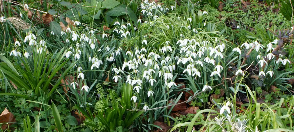 Snowdrops