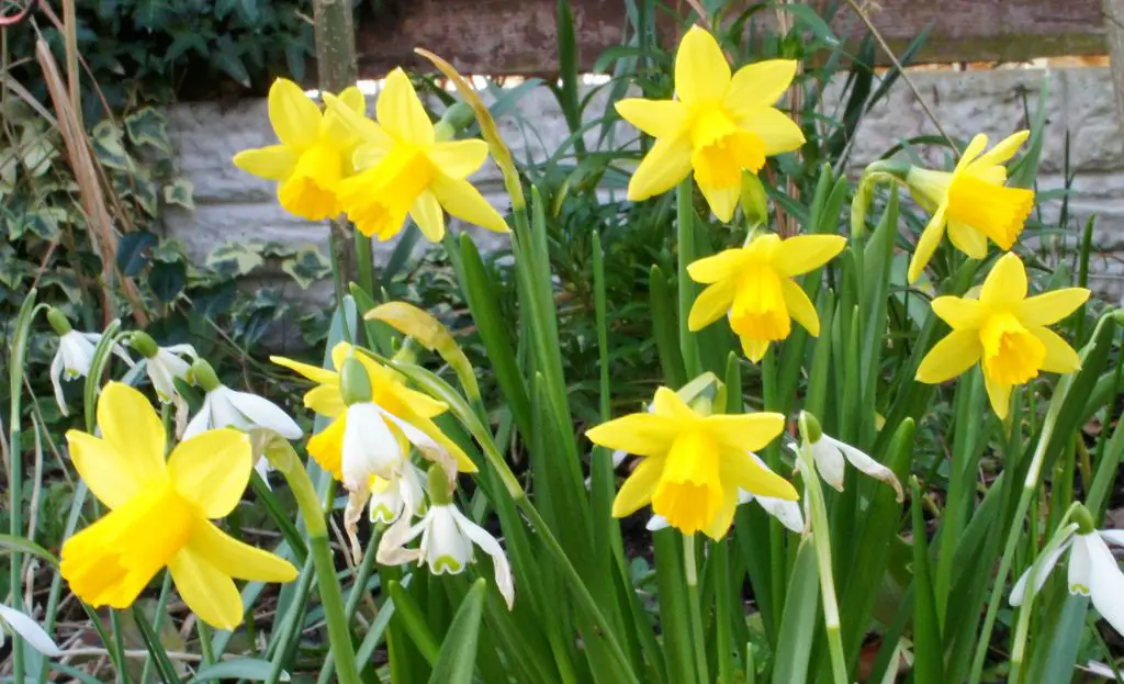 Daffodils