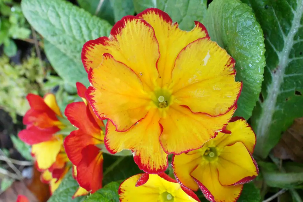 Yellow Polyanthus