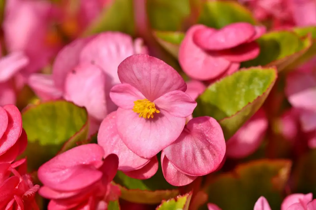 bedding plants - begonia