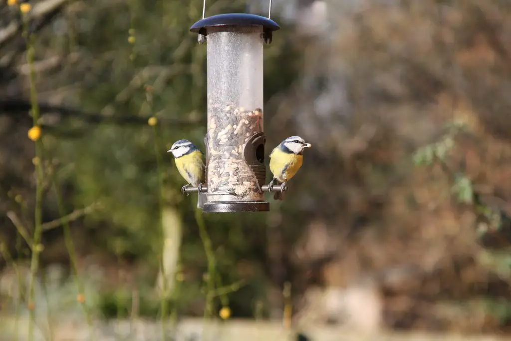 Blue tits on a feeder