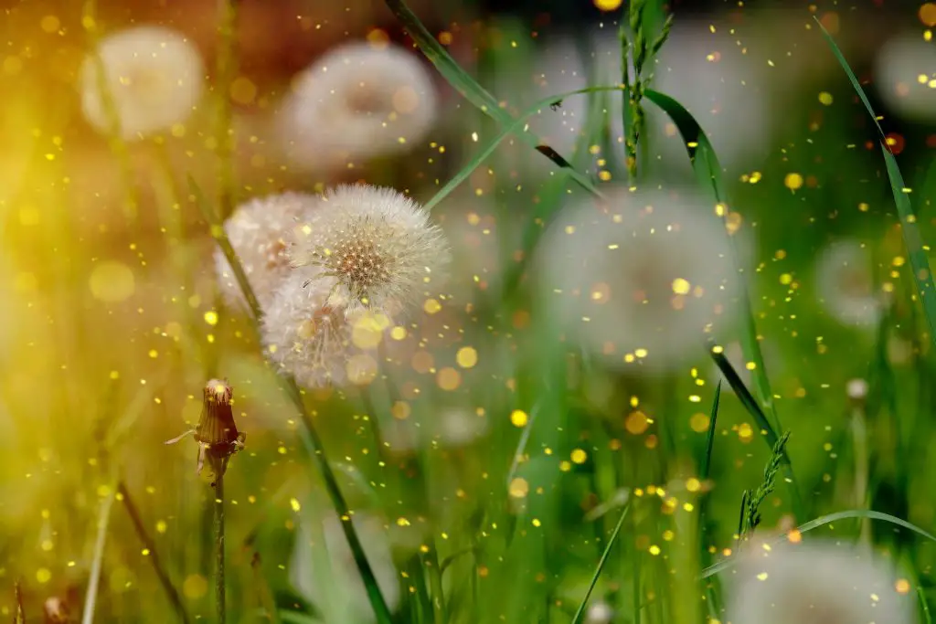 Dandelion clocks