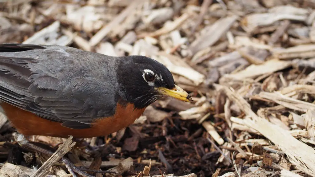 Robin and mulch