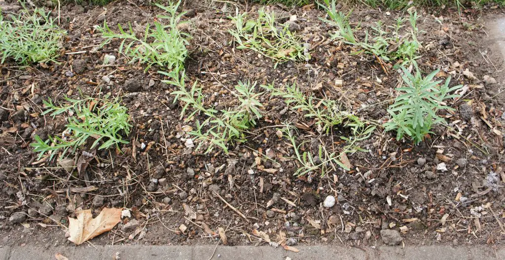 Lavender hedge - small plants planted