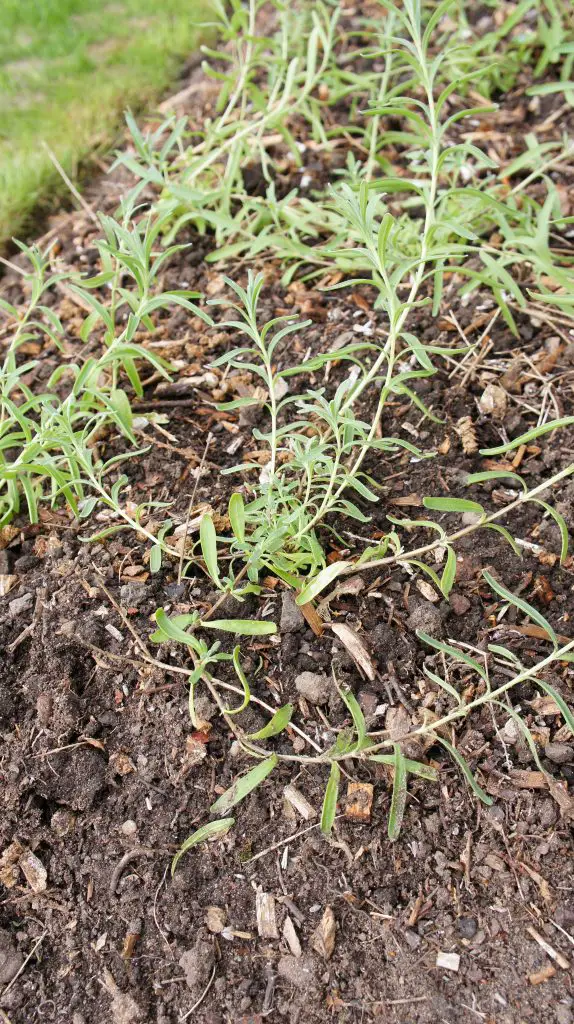 Lavender hedge - small plants planted