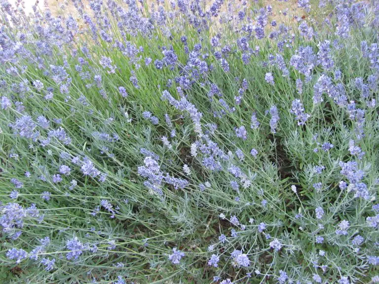 How to grow a Lavender Hedge for £1