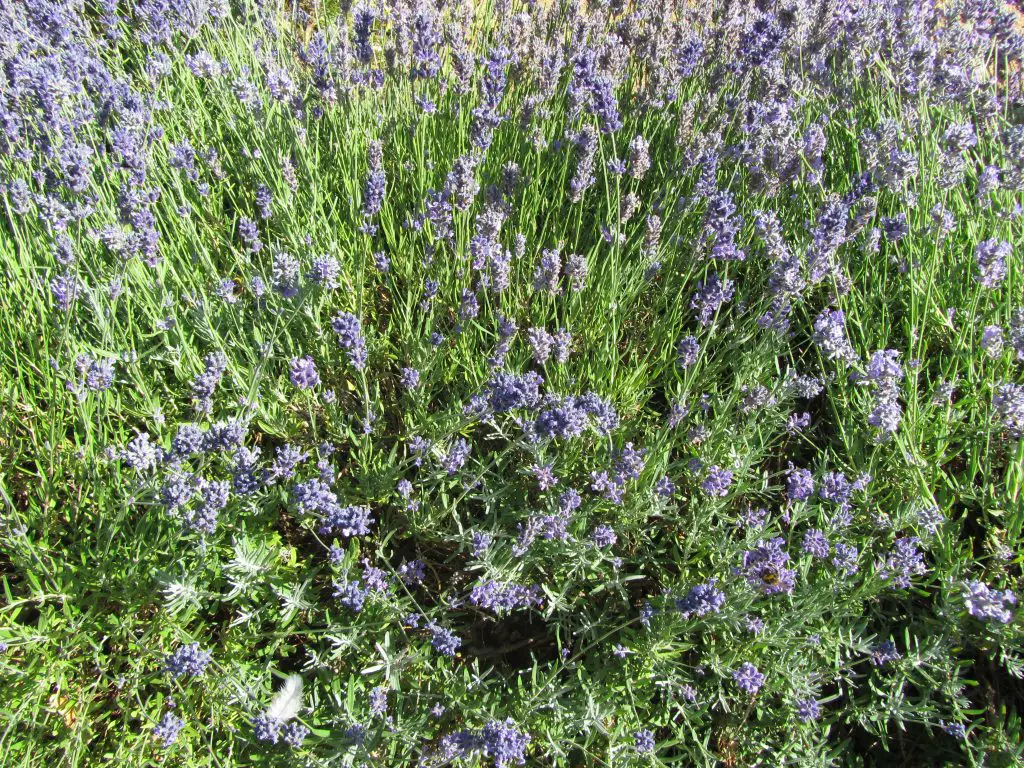 Lavender Hedge