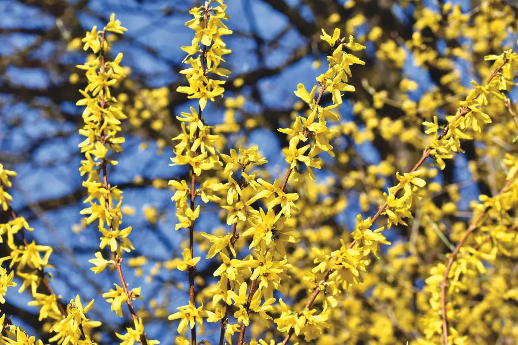 Forsythia - April garden Tasks