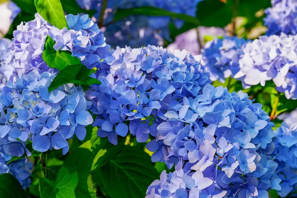 hydrangea - Top 10 garden Tasks for April