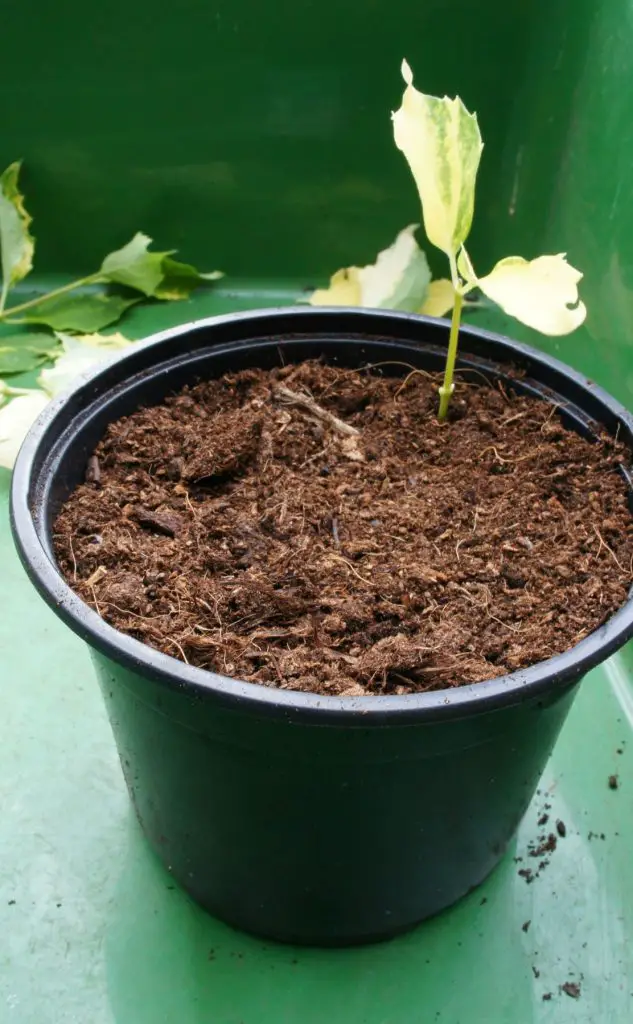 Shrub cutting in compost