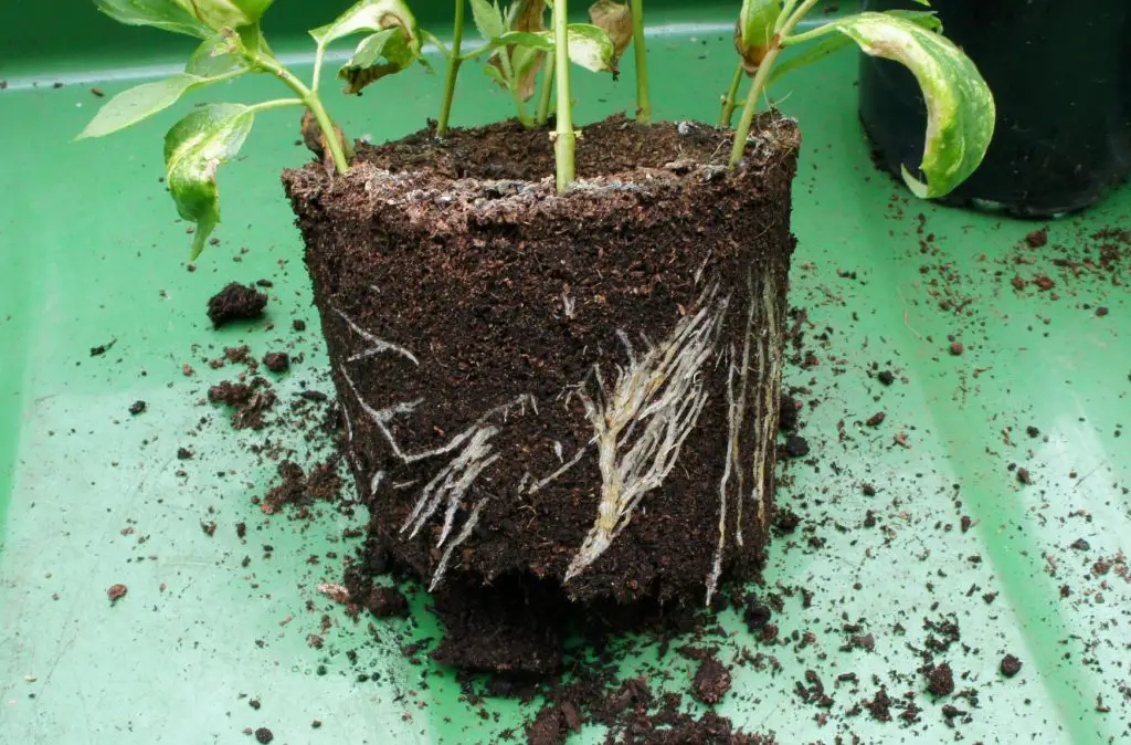 Rooted cuttings