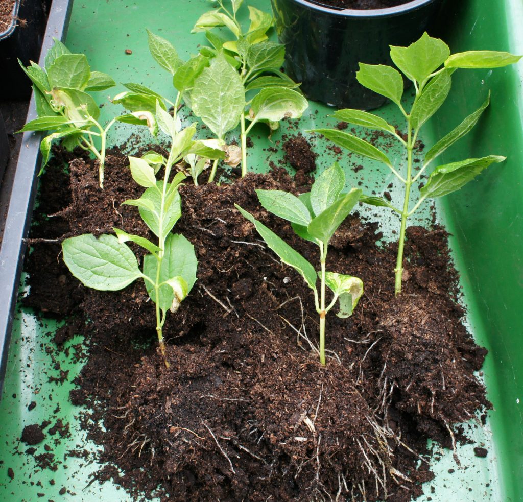 Separate cuttings