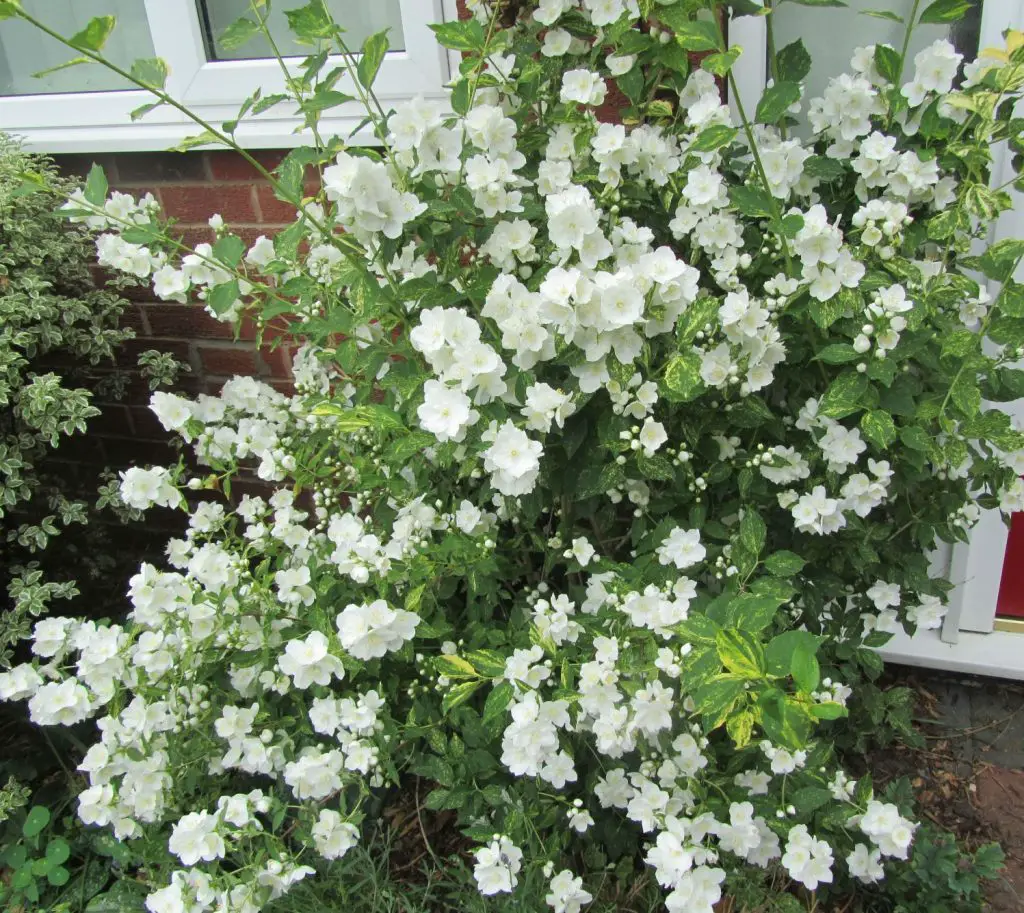 philadelphus shrub in flower