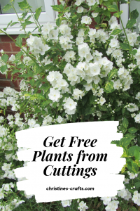 Free shrubs from cuttings