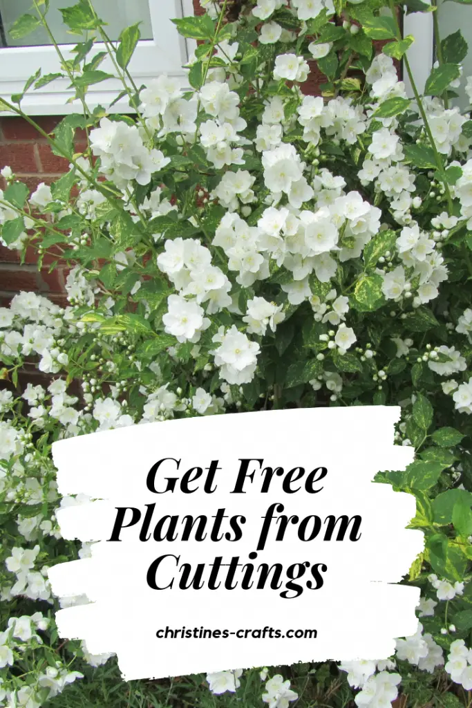 Free shrubs from cuttings