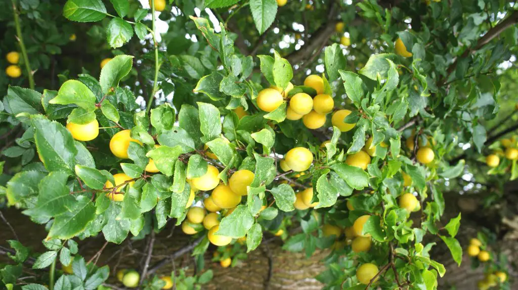 Plums growing on trees