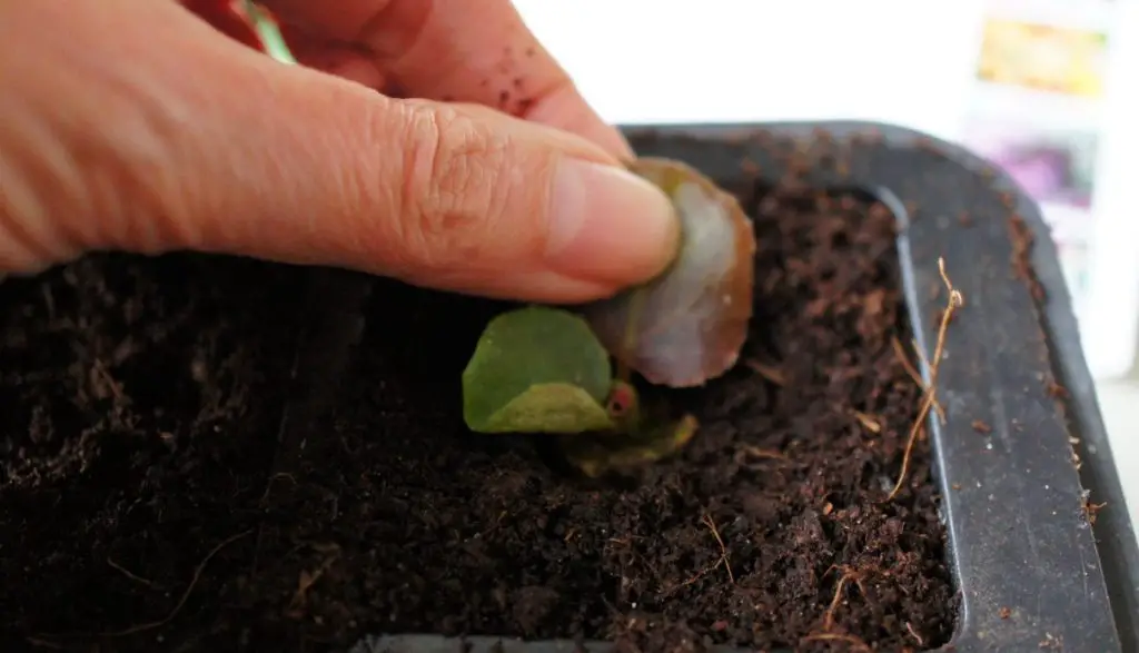 plant in compost