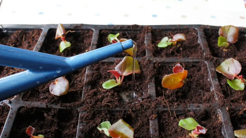 Watering plants