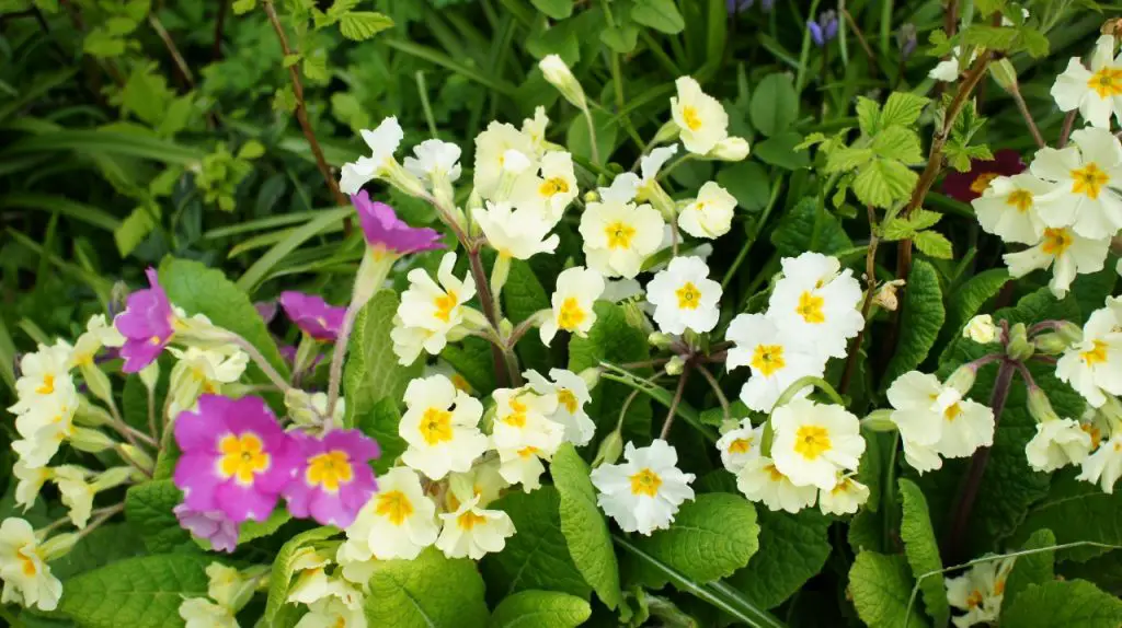 Congested Primulas