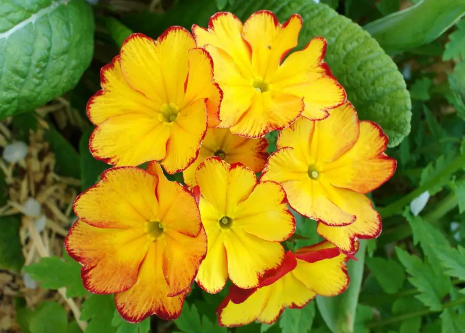 Primulas