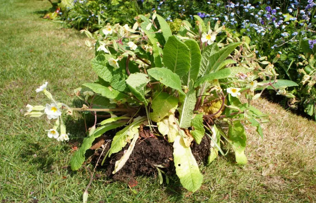 Clump of primulas