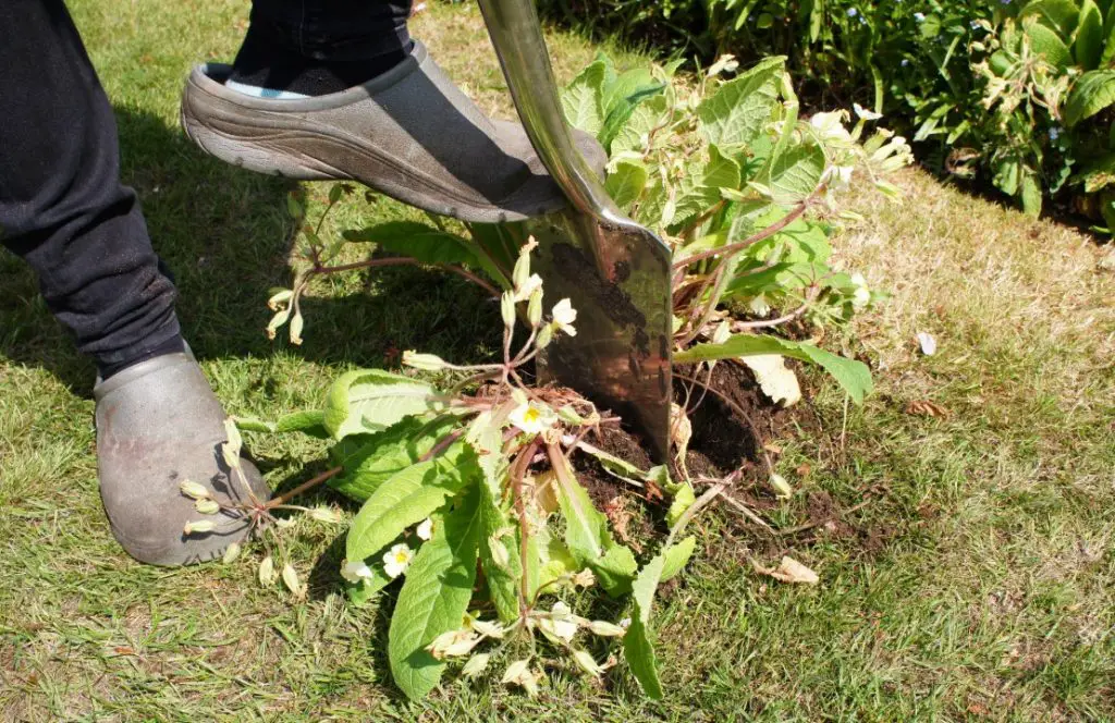 Separating clump with a spade