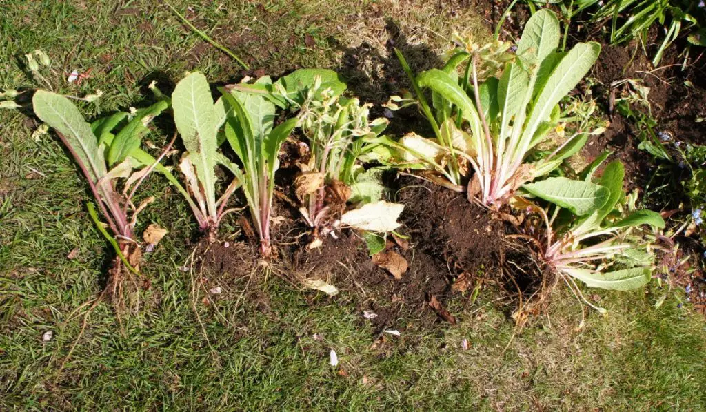 Separate primula plants