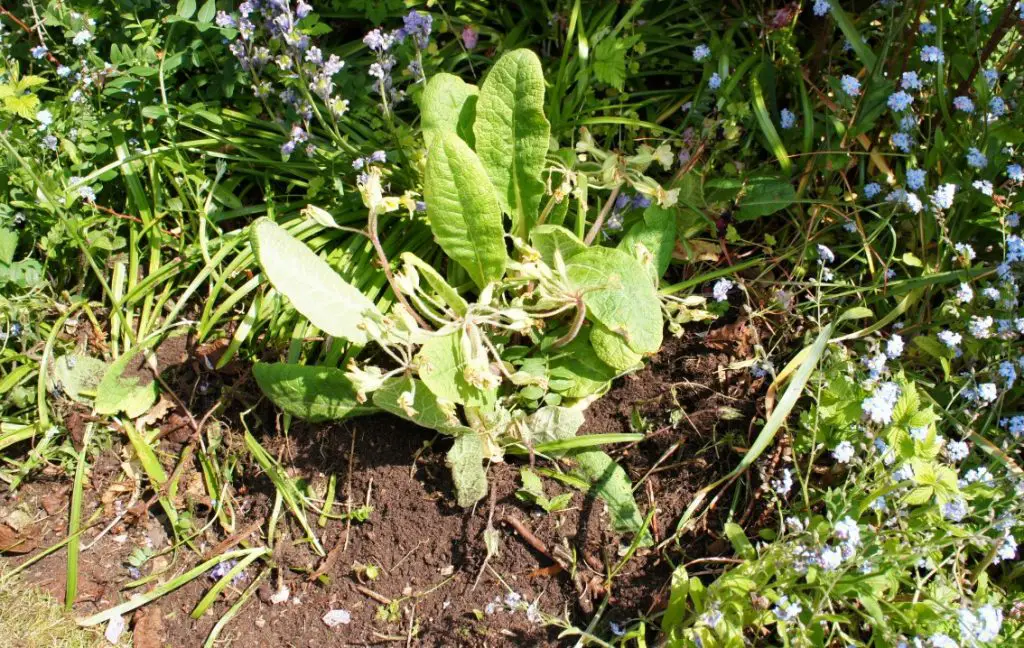 Re-planted primula