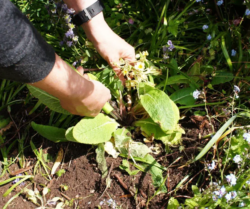 Cutting off flower stalks