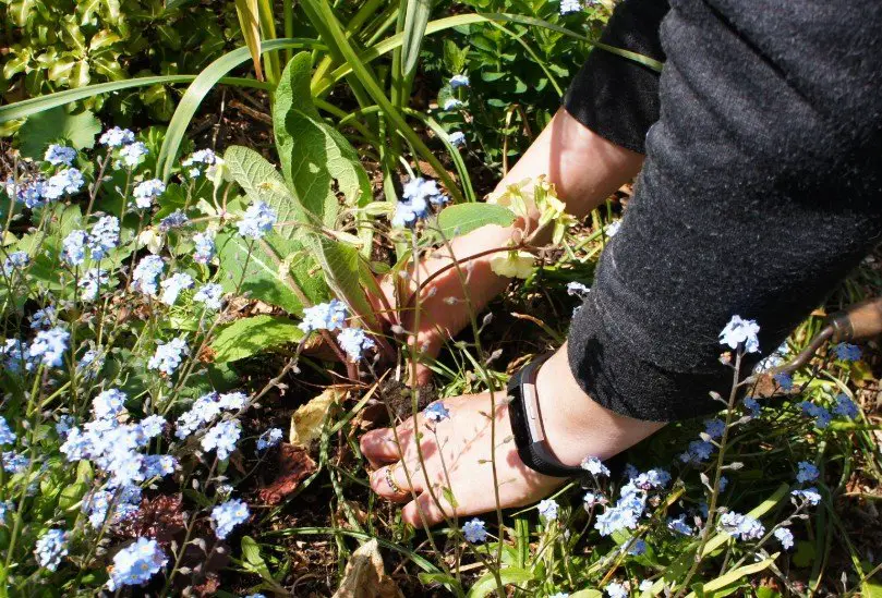 Planting a primula