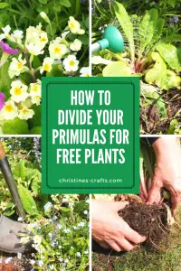 dividing primulas