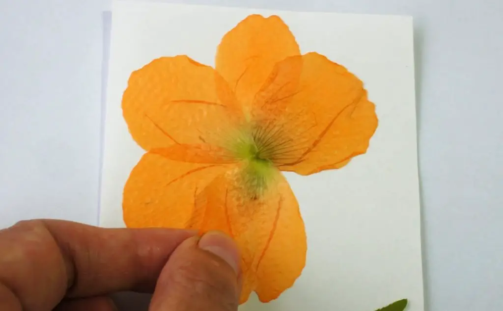 Pressed Petals forming flower