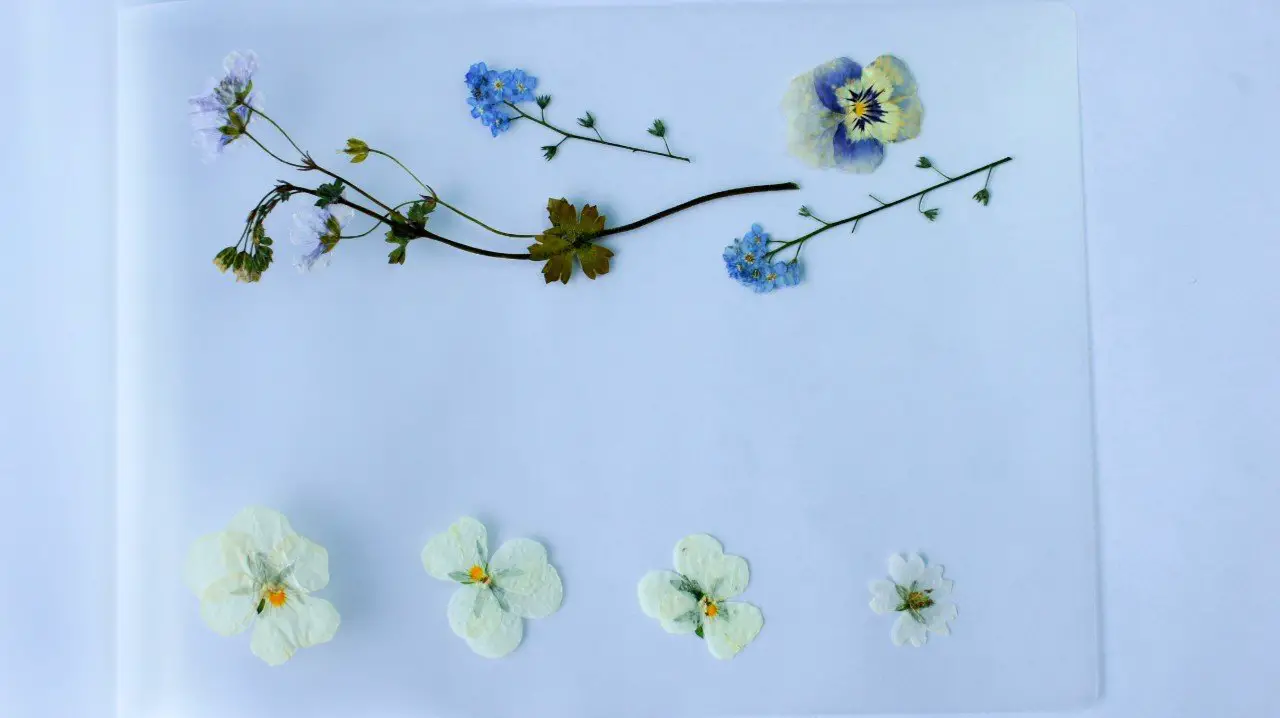 Flowers arranged