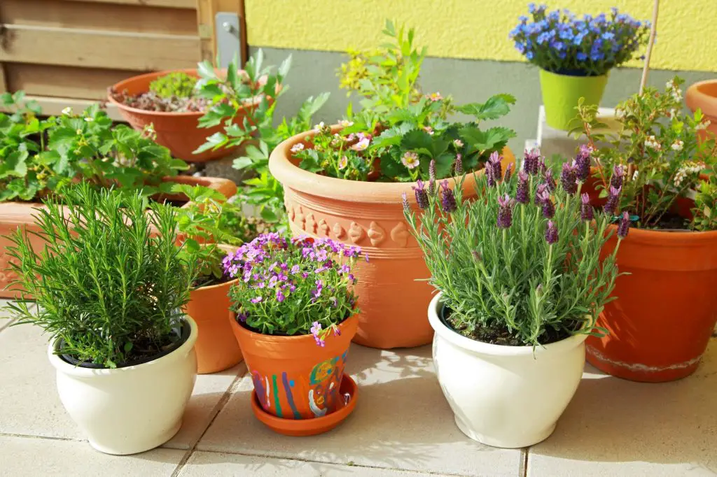 garden pots with herbs in