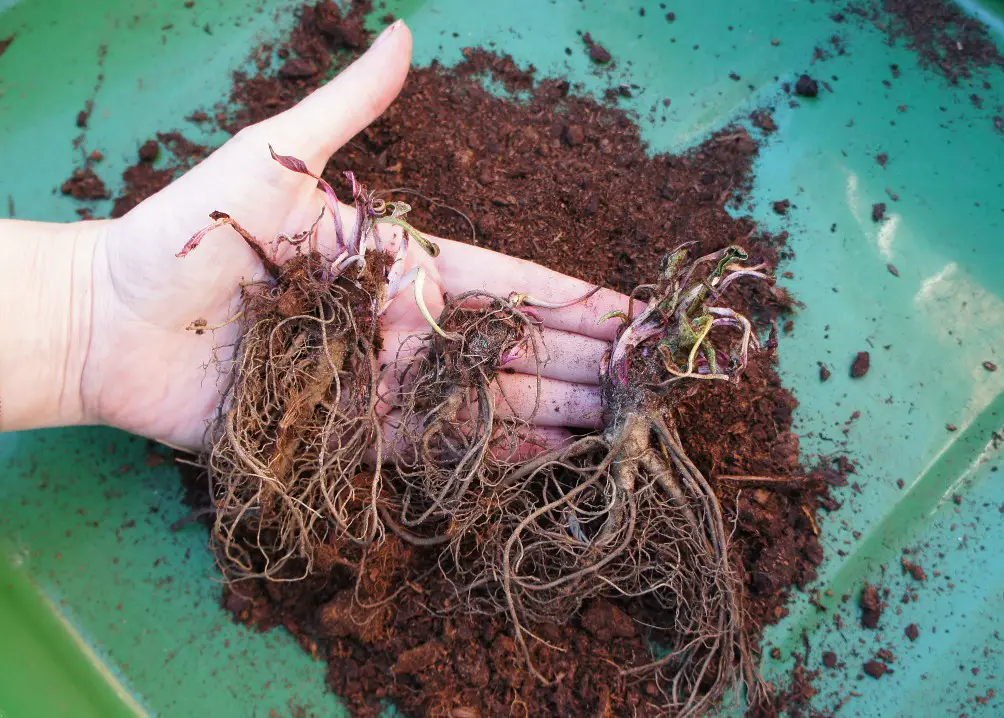 3 bare rooted perennials