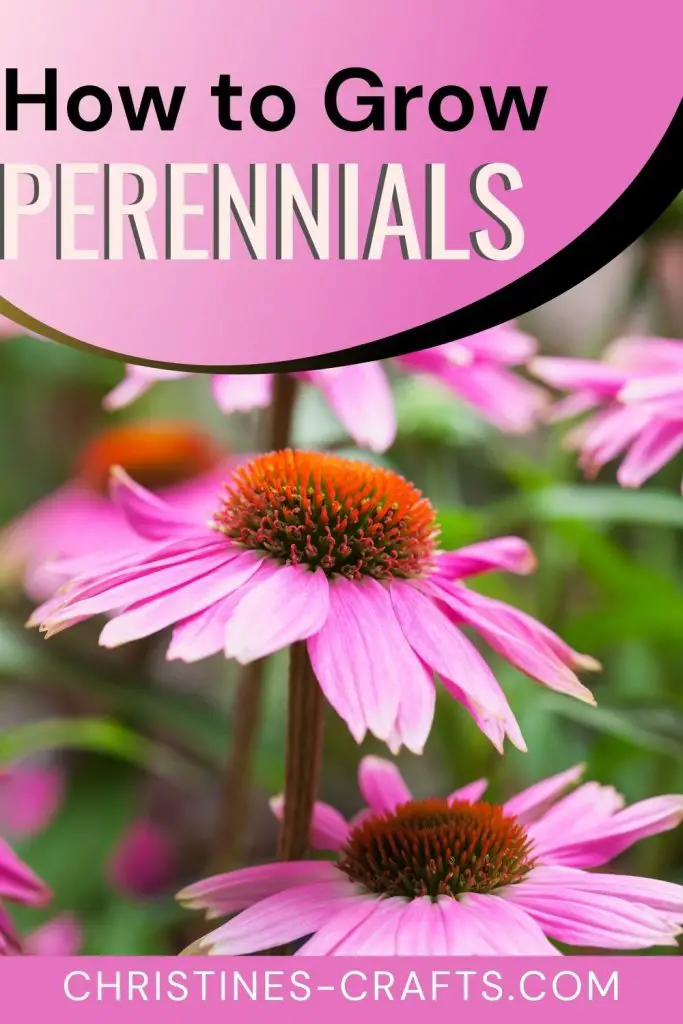 bare root perennials