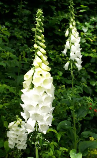 digitalis