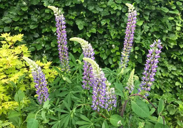 lupins 