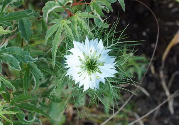 nigella