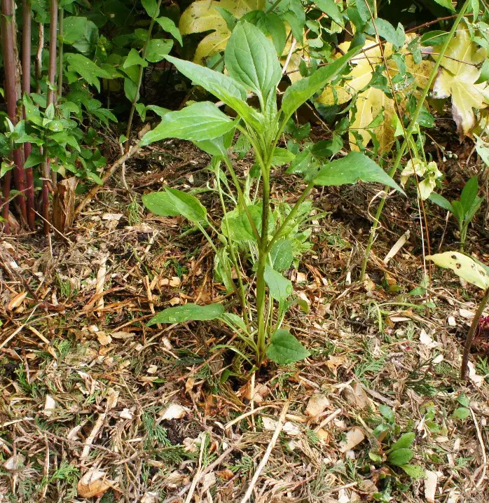 bare root perennial planted