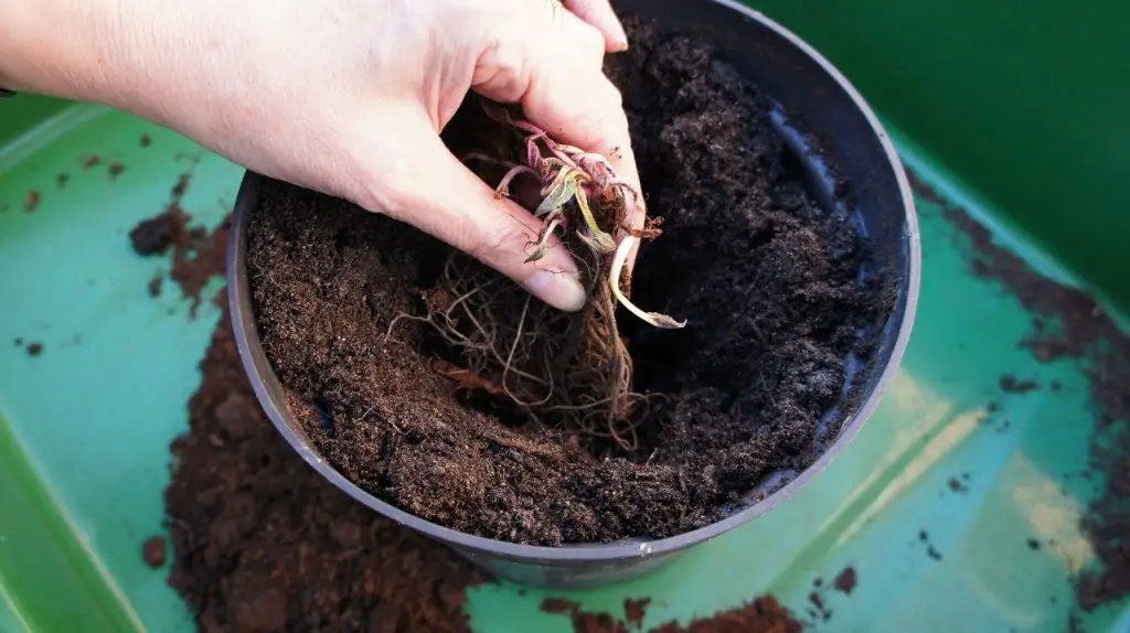 planting the perennial