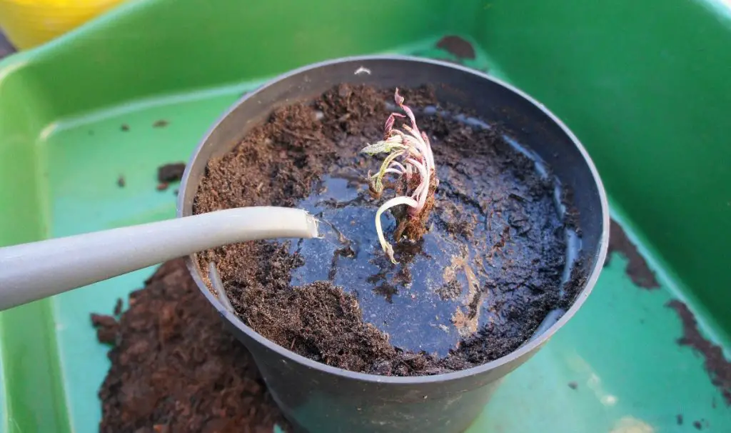 watering the plant in