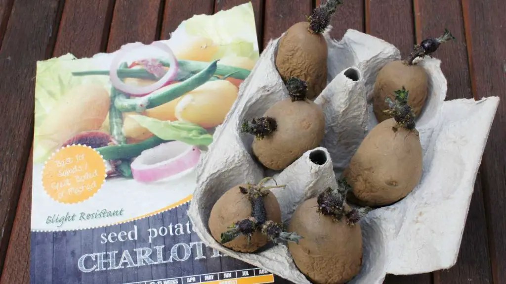 chitting seed potatoes with label