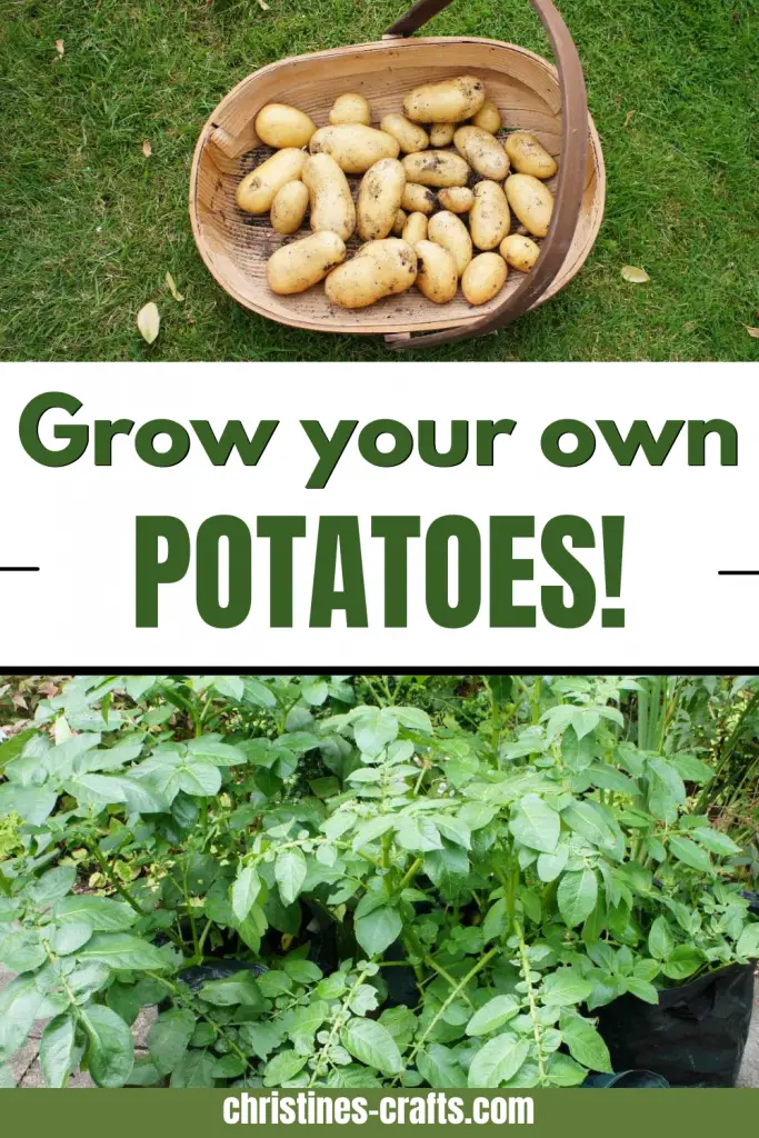 growing potatoes